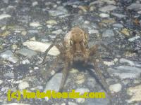 /home//u458753944/public_html/sourcegallery/////////Roxborough Toad Detour/2013-2019/2013/2013-05-19/P1120441.JPG